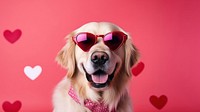 Dog sunglasses retriever portrait. 