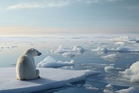 Polar bear, wildlife outdoors. 