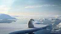 Polar bear, wildlife outdoors. 