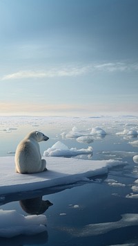 Polar bear, wildlife outdoors. 