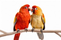 Love animal parrot beak. AI generated Image by rawpixel.