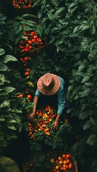 Harvesting vegetable gardening plant. 