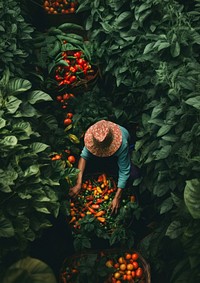 Harvesting vegetable gardening plant. 