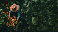 Harvesting vegetable gardening plant. 