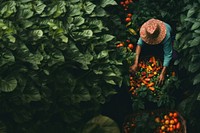 Harvesting vegetable gardening plant. 