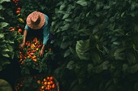 Harvesting vegetable gardening plant. 