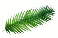 Palm leaves plant leaf tree. 