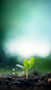 Photo of water drop on newly planted sprout, close up shoot