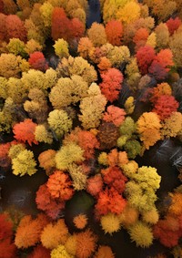 photo of woodland of autumn. 