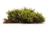 Hill plant grass herbs. AI generated Image by rawpixel.