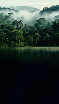Photo of Amazon rainforest design