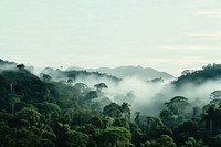 Photo of Amazon rainforest. 