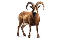 Alpine Ibex livestock wildlife standing. AI generated Image by rawpixel.