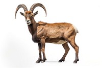 Alpine Ibex livestock wildlife standing. AI generated Image by rawpixel.