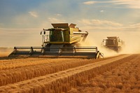 Combines harvesting wheat agriculture outdoors nature. 