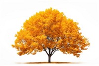 Fall trees plant maple white background. AI generated Image by rawpixel.