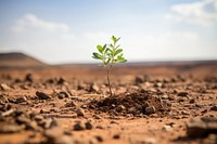 Outdoors nature desert plant. AI generated Image by rawpixel.