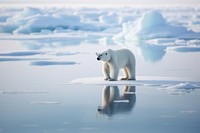 Bear wildlife outdoors standing. 