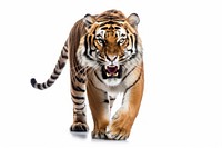 Tiger wildlife animal mammal. AI generated Image by rawpixel.