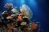 Underwater coral reef ocean fish underwater. 