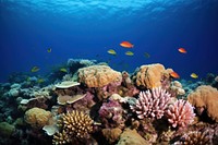 Underwater coral reef underwater ocean fish. 