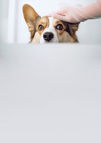 minimal, photo of Veterinarian examines the eyes of a sick corgi dog. 