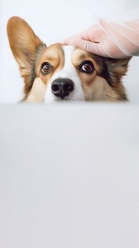 minimal, photo of Veterinarian examines the eyes of a sick corgi dog. 