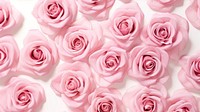 pattern of luxury pink roses, isolated on white background. 