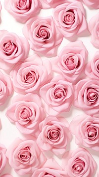 pattern of luxury pink roses, isolated on white background. 