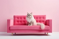 Sofa cat furniture cushion. AI generated Image by rawpixel.