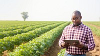 Photo of Black American farmer with digital tablet in potato field. 