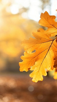 photo of oak tree leaves in autumn. Sunny golden background. 