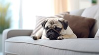 Photo of pug dog lying on a pillow in living room. 