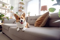 photo of Stylish and Scandinavian living room interior of a modern apartment with a Corgi dog lying on the couch. 