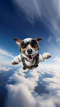 Dog skydiving animal. 