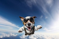 Dog skydiving animal. 