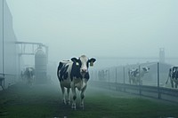 Dairy farm cow livestock outdoors.