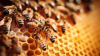 Bees on honeycomb, agriculture. 