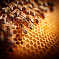 Bees on honeycomb, agriculture. 