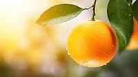 Grapefruit outdoors orange plant. AI generated Image by rawpixel.