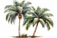 Palm tree plant white background tranquility. 