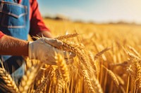 Harvest field wheat agriculture. 