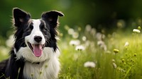 Dog mammal animal collie. 