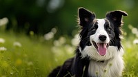 Dog mammal animal collie. 