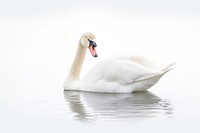 Swan swan animal white. AI generated Image by rawpixel.