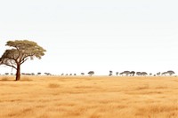 African field landscape grassland outdoors. AI generated Image by rawpixel.