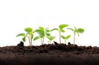 Seedlings plant leaf soil. 