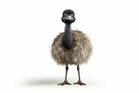 Australia bird emu animal. 