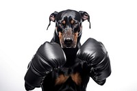 Doberman funny action mammal animal dog. AI generated Image by rawpixel.