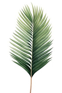 Sago Palm plant green leaf. AI generated Image by rawpixel.